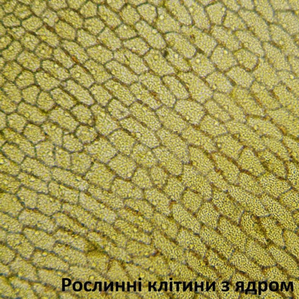 Мікроскоп Bresser Biolux LCD Touch 50x-2000x (5201020) (928558)